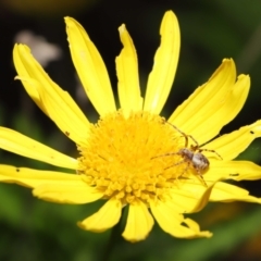 Salsa fuliginata at Evatt, ACT - 2 Nov 2021 02:36 PM