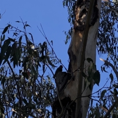 Callocephalon fimbriatum (Gang-gang Cockatoo) at Garran, ACT - 10 Nov 2021 by Flutteringsparrow2