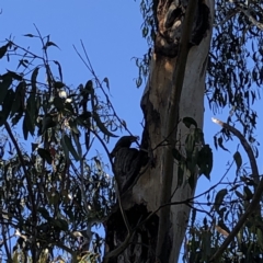 Callocephalon fimbriatum at Garran, ACT - suppressed