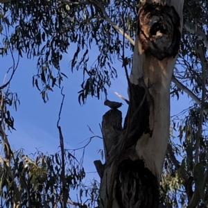 Callocephalon fimbriatum at Garran, ACT - suppressed