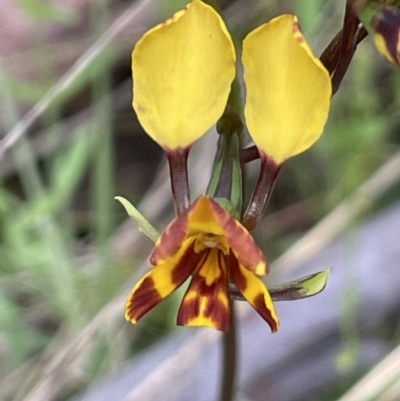 Diuris semilunulata (Late Leopard Orchid) at Paddys River, ACT - 23 Nov 2021 by JaneR