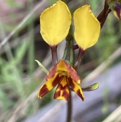 Diuris semilunulata (Late Leopard Orchid) at Paddys River, ACT - 23 Nov 2021 by JaneR
