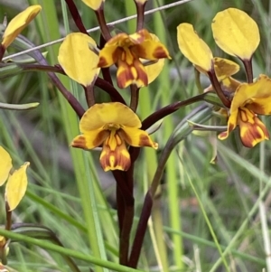 Diuris semilunulata at Paddys River, ACT - 23 Nov 2021