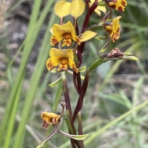 Diuris semilunulata at Paddys River, ACT - 23 Nov 2021