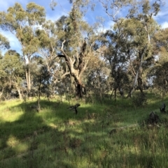 Callocephalon fimbriatum (Gang-gang Cockatoo) at Red Hill, ACT - 3 Nov 2021 by Flutteringsparrow2