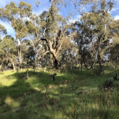 Callocephalon fimbriatum (Gang-gang Cockatoo) at Red Hill, ACT - 3 Nov 2021 by Flutteringsparrow2