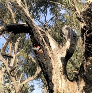 Callocephalon fimbriatum at Red Hill, ACT - suppressed