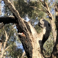 Callocephalon fimbriatum at Red Hill, ACT - suppressed