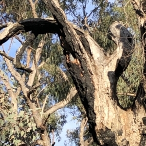 Callocephalon fimbriatum at Red Hill, ACT - suppressed