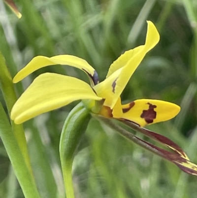 Diuris sulphurea (Tiger Orchid) at Paddys River, ACT - 23 Nov 2021 by JaneR