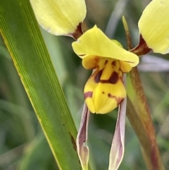 Diuris sulphurea at Paddys River, ACT - 23 Nov 2021