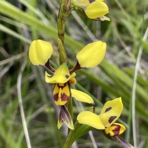 Diuris sulphurea at Paddys River, ACT - 23 Nov 2021