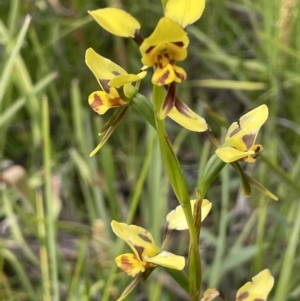 Diuris sulphurea at Paddys River, ACT - 23 Nov 2021