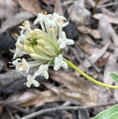 Pimelea linifolia (Slender Rice Flower) at Paddys River, ACT - 23 Nov 2021 by JaneR