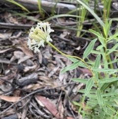 Pimelea linifolia at Paddys River, ACT - 23 Nov 2021