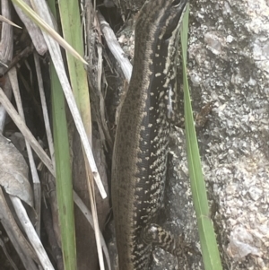 Eulamprus heatwolei at Paddys River, ACT - 23 Nov 2021 04:15 PM