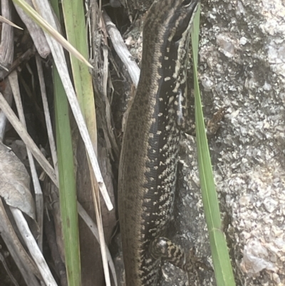 Eulamprus heatwolei (Yellow-bellied Water Skink) at Namadgi National Park - 23 Nov 2021 by JaneR