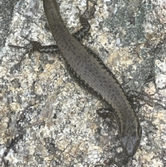 Eulamprus heatwolei at Paddys River, ACT - 23 Nov 2021 04:15 PM