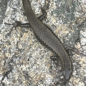 Eulamprus heatwolei at Paddys River, ACT - 23 Nov 2021