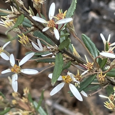 Olearia erubescens (Silky Daisybush) at Gibraltar Pines - 23 Nov 2021 by JaneR