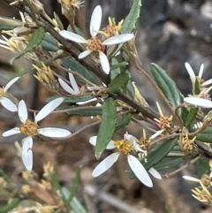 Olearia erubescens (Silky Daisybush) at Paddys River, ACT - 23 Nov 2021 by JaneR