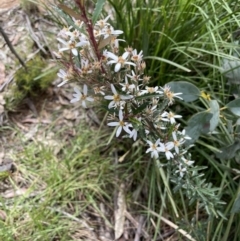 Olearia erubescens at Paddys River, ACT - 23 Nov 2021 02:15 PM