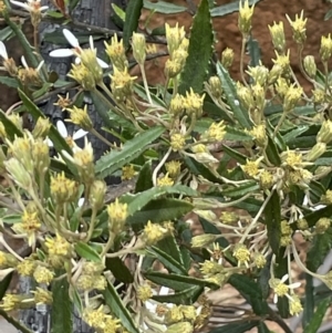 Olearia erubescens at Paddys River, ACT - 23 Nov 2021