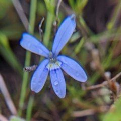 Isotoma fluviatilis subsp. australis (Swamp Isotome) at Sutton, NSW - 25 Nov 2021 by Marchien