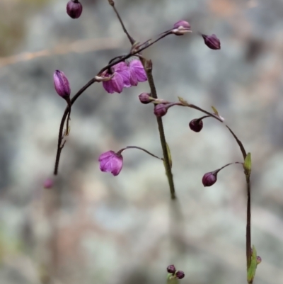 Arthropodium minus (Small Vanilla Lily) at Sutton, NSW - 12 Oct 2021 by Marchien