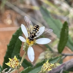 Melangyna viridiceps (Hover fly) at Paddys River, ACT - 23 Nov 2021 by JaneR