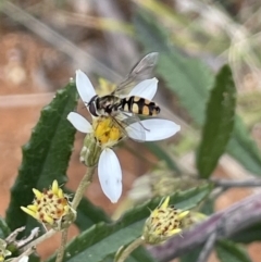 Melangyna viridiceps at Paddys River, ACT - 23 Nov 2021