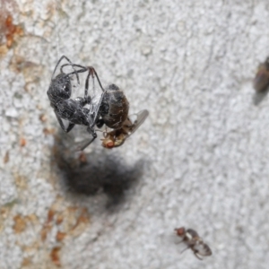 Milichiidae (family) at Acton, ACT - 19 Nov 2021 12:29 PM