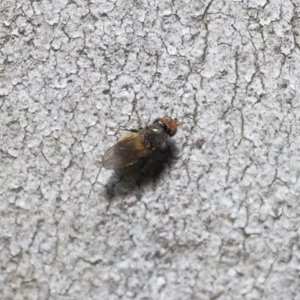 Milichiidae (family) at Acton, ACT - 19 Nov 2021 12:29 PM