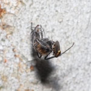 Milichiidae (family) at Acton, ACT - 19 Nov 2021 12:29 PM