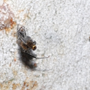 Milichiidae (family) at Acton, ACT - 19 Nov 2021