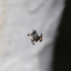 Milichiidae (family) at Acton, ACT - 19 Nov 2021 12:29 PM