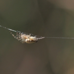 Araneinae (subfamily) (Orb weaver) at Kambah, ACT - 6 Oct 2021 by BarrieR