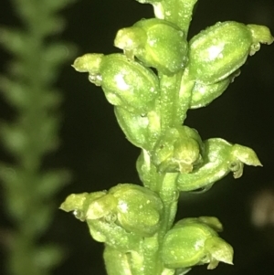 Microtis unifolia at Deakin, ACT - suppressed