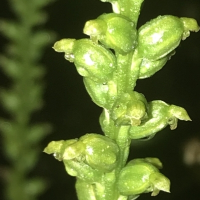 Microtis unifolia (Common Onion Orchid) at Deakin, ACT - 25 Nov 2021 by Tapirlord