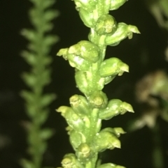 Microtis unifolia at Deakin, ACT - suppressed