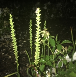 Microtis unifolia at Deakin, ACT - suppressed