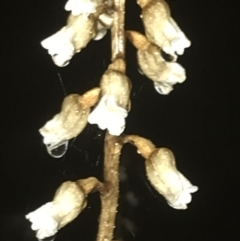 Gastrodia sesamoides (Cinnamon Bells) at Deakin, ACT - 25 Nov 2021 by Tapirlord