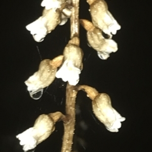 Gastrodia sesamoides at Deakin, ACT - 25 Nov 2021