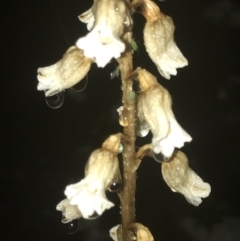 Gastrodia sesamoides at Deakin, ACT - 25 Nov 2021