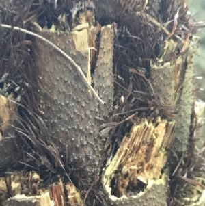 Cyathea australis subsp. australis at Bundanoon, NSW - suppressed