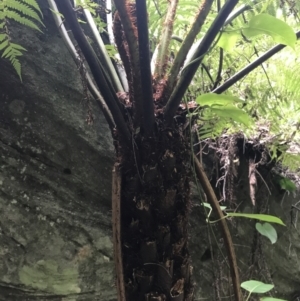 Cyathea australis subsp. australis at Bundanoon, NSW - suppressed