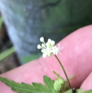 Hydrocotyle geraniifolia at Bundanoon, NSW - 14 Nov 2021 12:06 PM