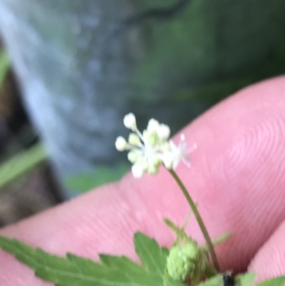 Hydrocotyle geraniifolia (Forest Pennywort) at Wingecarribee Local Government Area - 14 Nov 2021 by Tapirlord