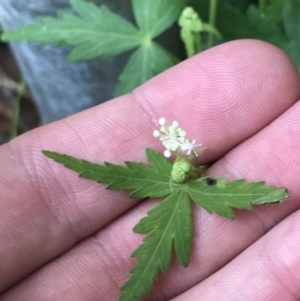 Hydrocotyle geraniifolia at Bundanoon, NSW - 14 Nov 2021