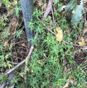 Hydrocotyle geraniifolia at Bundanoon, NSW - 14 Nov 2021